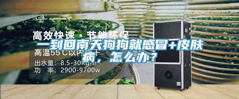 一到回南天狗狗就感冒+皮膚病，怎么辦？