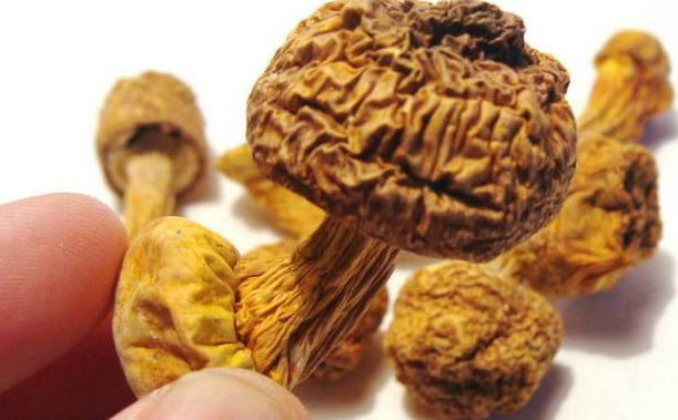 巴西菇、姬松茸烘干機-怎樣烘干色澤好且菇體褶片完整？