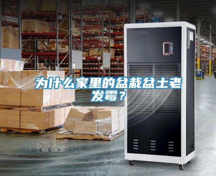 為什么家里的盆栽盆土老發(fā)霉？