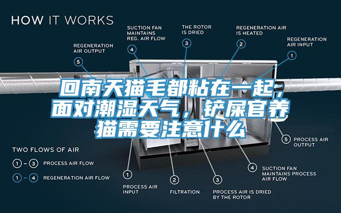 回南天貓毛都粘在一起，面對潮濕天氣，鏟屎官養(yǎng)貓需要注意什么