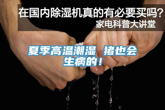 夏季高溫潮濕 豬也會生病的！